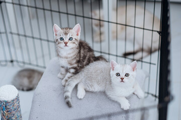 Two adorable little purebred kittens are sitting in a cage in the house of a cat breeder.