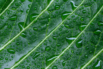 green leaf with water drops