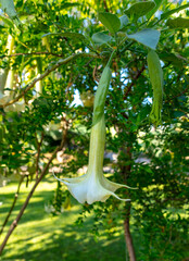 Brugmansia flower grows in the park. Close-up