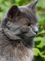 Naklejka na ściany i meble Portrait of a gray cat in green grass
