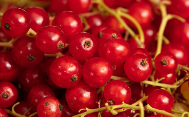 Red berry currant as a background. Close-up