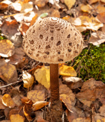 Mushrooms umbrellas grow in the autumn forest. Close-up