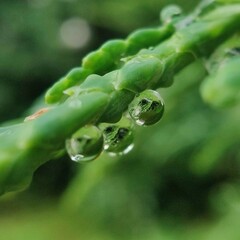 dew drops on a green grass