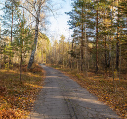 Asphalt road in the forest in autumn. Nature