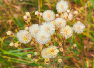 Fluffy flowers on a herbaceous plant