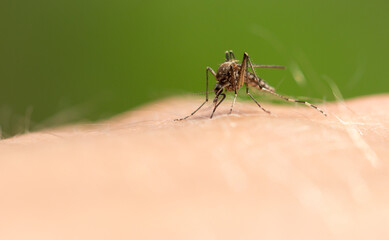 The mosquito sits on human skin and bites.