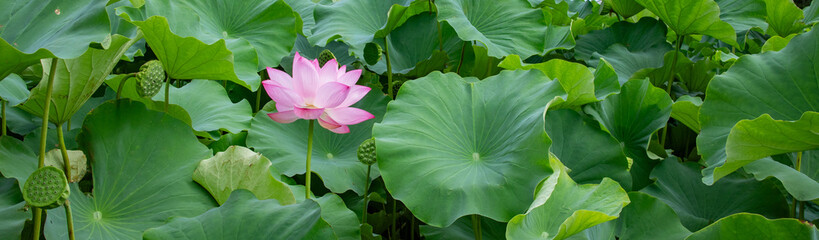 葉の間から顔を出した蓮の花
Lotus leaves and a lotus flower