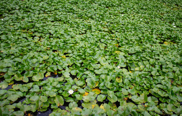 一面に広がる睡蓮の葉
Water lily leaves spread all over the pond