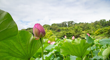 里山と蓮の花
Lotus flowers and the woodland near the village