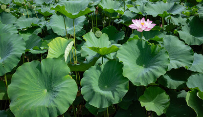 大きな葉の中に咲く蓮の花と実
Lotus leaves and a lotus flower 