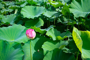 大きな葉の間から顔を出した蓮のつぼみ
Lotus leaves and a lotus bud