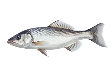 Fototapeta premium Seabass Elegance A Pristine Isolation on a Clean White Canvas.. created with Generative AI