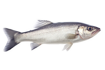 Seabass Elegance A Pristine Isolation on a Clean White Canvas.. created with Generative AI