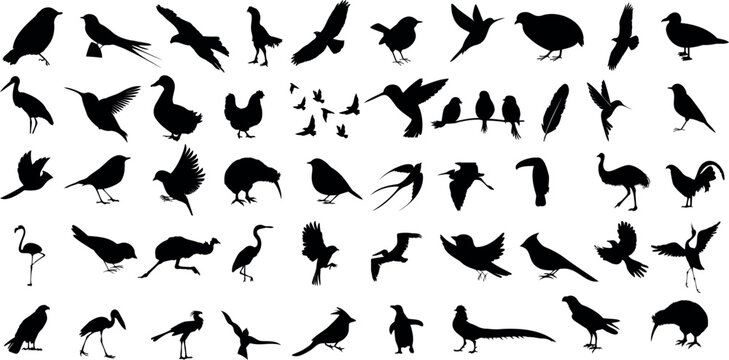 Birds vector illustration with silhouettes showcasing diverse avian species. Ideal for ornithology enthusiasts, birdwatchers, and nature-themed projects. Explore the extensive bird vector collection