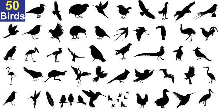 Birds vector illustration, silhouettes of different kinds of birds. suitable for bird lovers, ornithologists, educators, and designers who want to create bird-themed projects