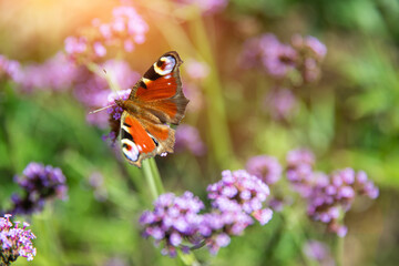 butterfly on patagonian verbena	