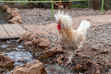 White and orange feathered Polish chicken with a large crest which makes it look kind of silly. 
