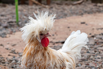 White and orange feathered Polish chicken with a large crest which makes it look kind of silly. 
