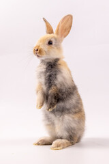 A healthy lovely baby brown bunny easter rabbit stand up on two legs on white background. Cute fluffy rabbit on white background Lovely mammal with beautiful bright eyes in nature life.Animal concept.