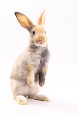 A healthy lovely baby brown bunny easter rabbit stand up on two legs on white background. Cute fluffy rabbit on white background Lovely mammal with beautiful bright eyes in nature life.Animal concept.