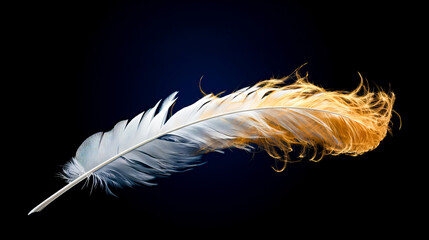 Close up of white and orange feather on black background with black background.