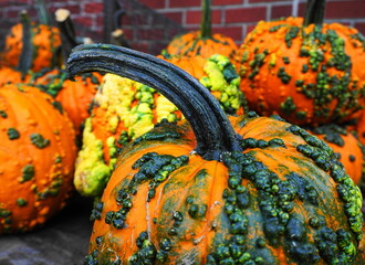 Warty Goblin - a hard shell pumpkin, with warts remaining green for several weeks after harvest. Halloween decoration.