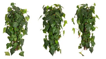set of green leaves of an Ivy plant bush isolated on transparent background, png, image compositing...