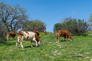 Fototapeta na wymiar Cows grazing on a hill near the town of Kiryat Tivon, Israel 