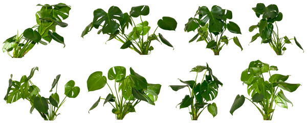 set of green leaves of   Monstera Jungle / Alocasia Wentii / Strelitzia Nicolai plant isolated on...