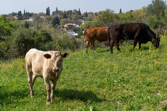 Cows grazing on a hill near the town of Kiryat Tivon, Israel
