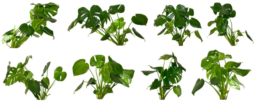 set of green leaves of   Monstera Jungle / Alocasia Wentii / Strelitzia Nicolai plant isolated on transparent background, video compositing footage, forest, nature, jungle, tropic follage