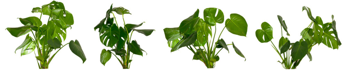 collection of green leaves of Monstera deliciosa / Alocasia Wentii / Strelitzia Nicolai plant...