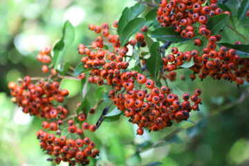 Pyracantha coccinea. Firethorn berries, rosaceae evergreen shrub.