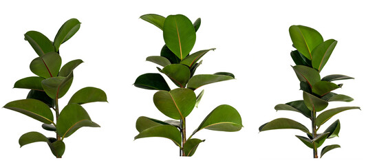 set of green leaves of Gummtree / Ficus Elastica - Robusta plant bush isolated on transparent background, png, image compositing footage, alpha channel, forest, nature jungle, tropical element