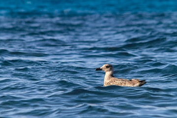 Seagull floating on the sea