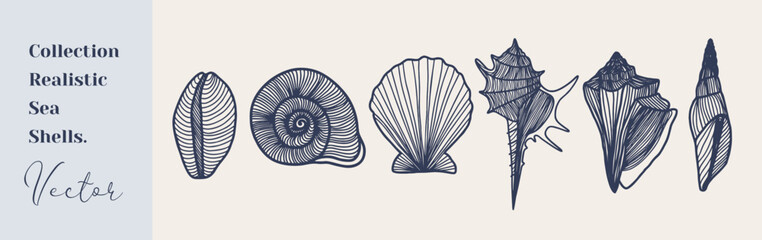 Set of seashells shells silhouettes vector illustration - obrazy, fototapety, plakaty