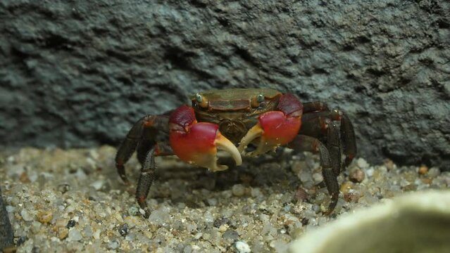 Chiromantes Haematocheir is a Mudflat Crab Endemic to East Asia. Red-clawed Crab or Akategani (Japanese) and the Latin Names Grapsus Sesarma Haematocheir