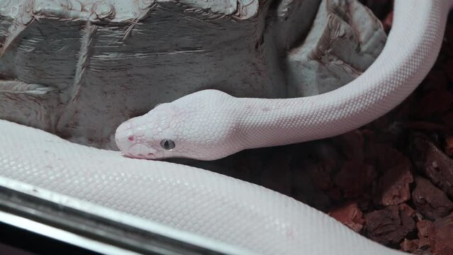 White Leucistic Ball Python Regius Snake Crawling in Inclosure Reptile Terrarium of Daejeon Aquarium Zoo