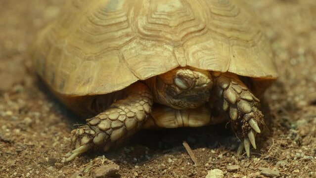 Western Hermann's Tortoise Closeup  (Testudo hermanni)