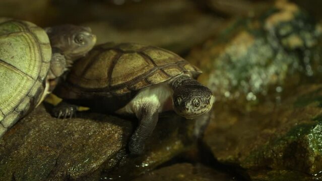 Closeup of Two West African Mud Turtles (Pelusios castaneus) Resting on Rock By Water Stream