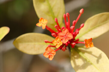まばらな花と蕾、開花中の花樹サンタンカの赤橙色集散花序（マクロレンズ使用・自然光・接写写真）