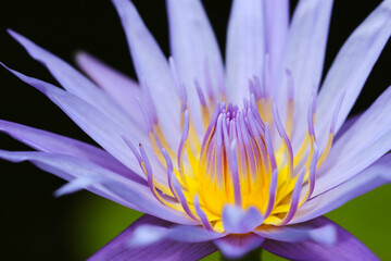 「クリント・ブライアント」の名称を持つ美しい紫色のスイレンの花。マクロ接写写真。