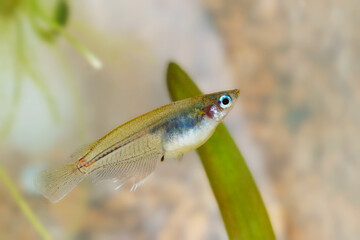 立派な体型のスケルトンなインドメダカのオスが水面まで浮上（自然光＋マクロ撮影）