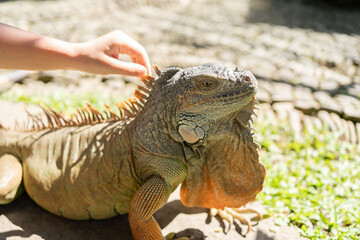 Child touching green iguana in the zoo.