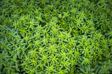 basil plant. small green leaves.