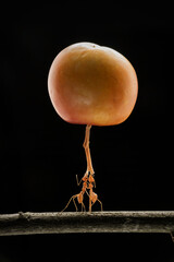 Ants carrying the grape on branch