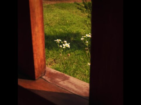 Blooming in heaven
