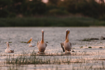 Photo of pelicans, egrets, and herons peacefully wading in the serene waters of the Danube Delta Danube Delta birds wild life