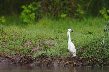 Photo of a graceful white bird standing at the edge of a serene body of water in the Danube Delta Danube Delta birds wild life