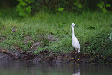 Photo of a majestic white bird perched on the edge of a serene body of water Danube Delta birds wild life